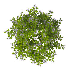 Obraz premium purple flowering shrub isolated on transparent background. Single small flowering tree isolated on transparent background. isolated on white background. Small flower tree PNG. lilac flower plant PNG.