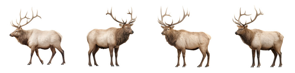 Naklejka premium Set of Bull Elk Illustrations Isolated on White