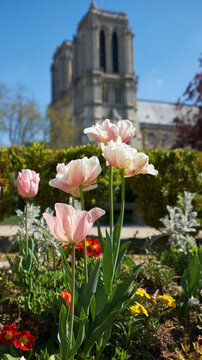 Pink tulips framing Notre-Dame Cathedral under clear blue sky in Paris spring