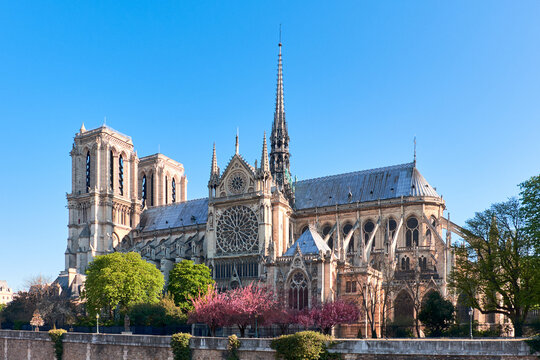Notre-Dame Cathedral in spring with pink cherry blossoms and clear blue sky