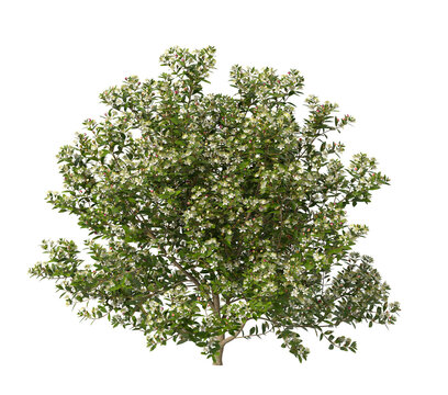 myrtle flowering shrub isolated on transparent background. Single myrtle flowering tree isolated on transparent background. isolated on white background. Small flower tree PNG. white flower plant PNG.