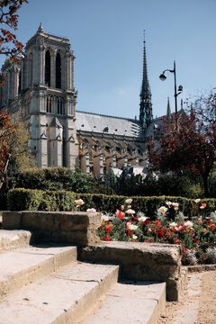 Notre-Dame Cathedral framed by spring tulips and stone steps in central Paris