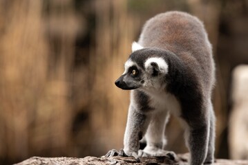 ring tailed lemur © masaphotographer