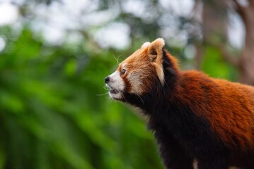 red bear cub © masaphotographer