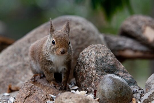 squirrel in the park
