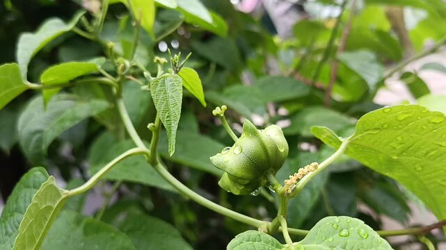 Sacha Inchi Plant with Star-Shaped Pods in Natural Environment (Plukenetia volubilis)
