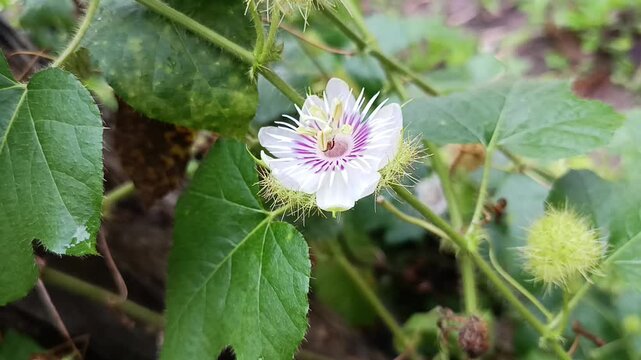 Wild Passion Flower Bloom in Natural Habitat (Passiflora foetida)