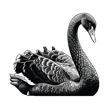 Graceful black swan in elegant repose with intricate feather detailing