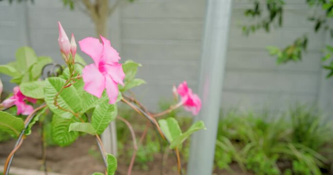 Camera zooming closer from distance, revealing pink bloom, unopened bud, glossy leaves in backyard