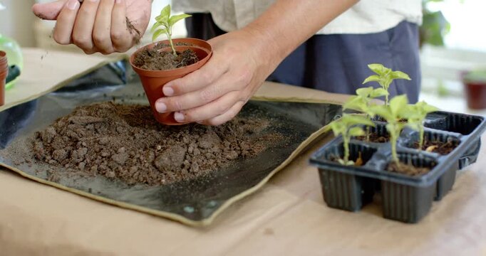 Non-binary gardener holding terracotta pot scooping soil at sunroom table, securing seedling roots