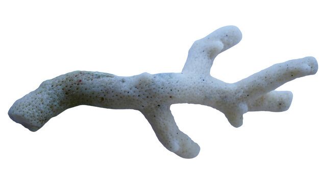 Small branching coral piece