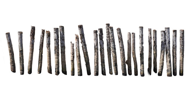 Coconut tree stakes on the beach