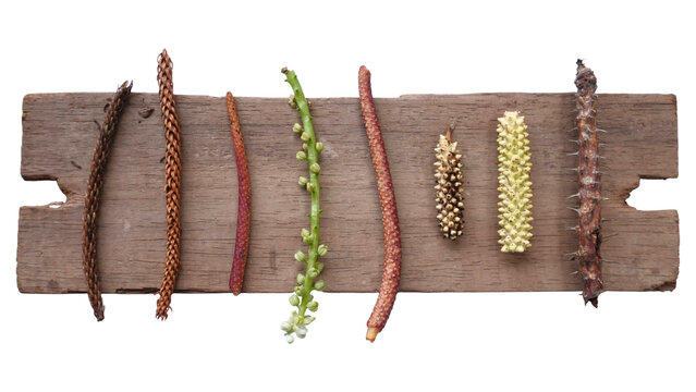 Various plant objects on a wooden board