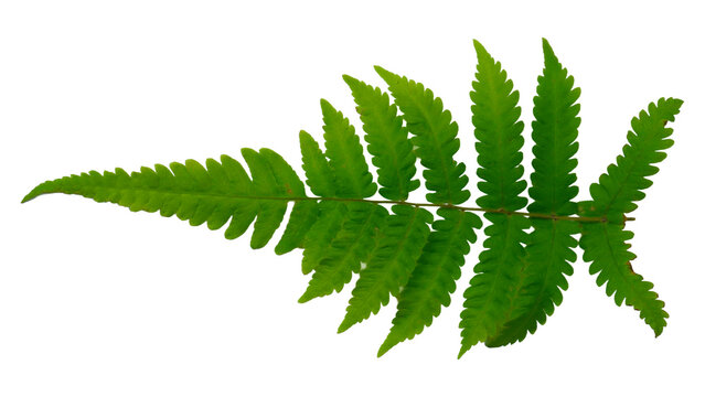 Green Fern Leaf
