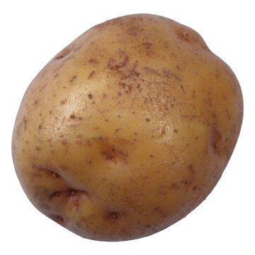 Single Raw Potato