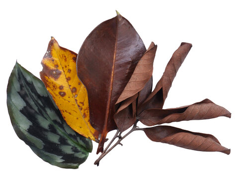 Assorted Dried Leaves