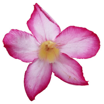 Pink Desert Rose Flower