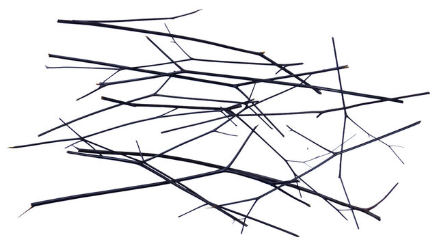 Scattered Dry Twigs
