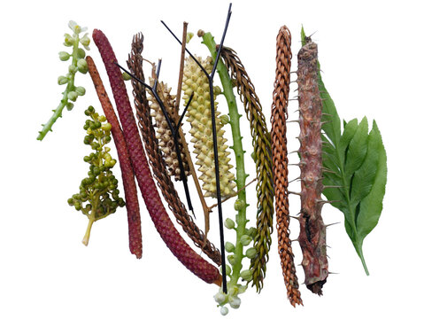 Assorted Plant Stems and Leaves