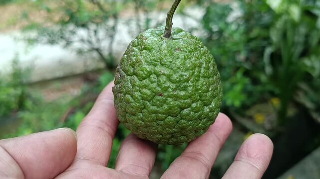 Close Up Cutting Citrus Jambhiri Revealing Juicy Pulp Texture (Rough Lemon)