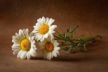 Obraz premium Three white daisies with yellow centers lying on brown surface with green stems and leaves in natural light for floral and nature concept.
