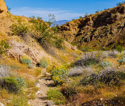 Yellow Brittlebush Flowers Blooming in Little Surprise Canyon, Anza-Borrego Desert State Park, California, USA