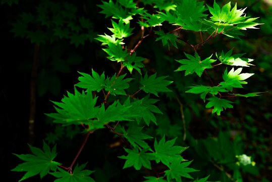 green leaves of a tree
