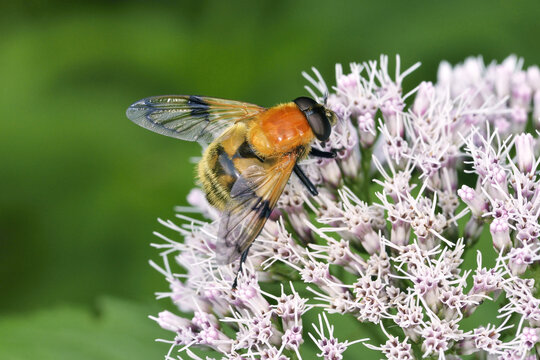 ベッコウハナアブ（北海道・層雲峡）
