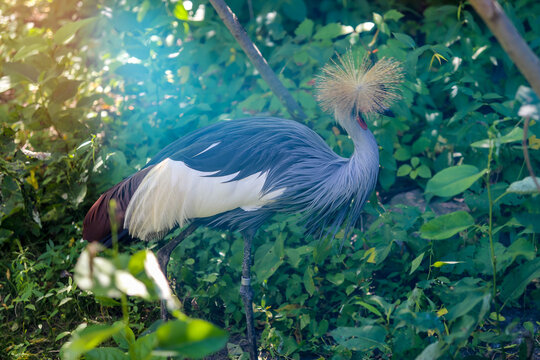Grey crowned crane