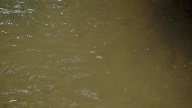 Aquatic insects over clear water surface in jungle pond