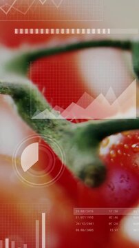 Vertical video: Cam panning tomato cluster, revealing calyx, HUD charts aligning for produce data