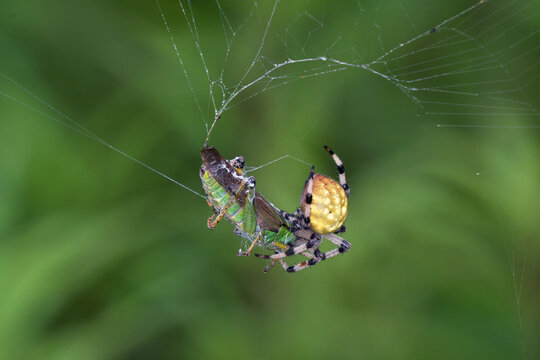 バッタを捕えたアカオニグモの幼体（北海道・鶴居村）
