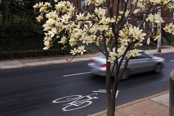 Naklejka premium Urban spring scene in Frederick, Maryland, featuring a blossoming magnolia tree over a street with a bicycle lane symbol and a blurred car in motion.