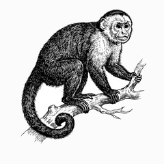 hand drawn illustration of a capuchin monkey © soepratman