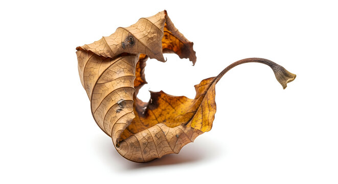 Dry curled up brown leaf remains.