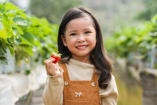 happy preschool child girl holding a strawberry at organic garden