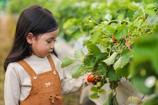 little preschool child girl picking fresh strawberrry from the plant in farm