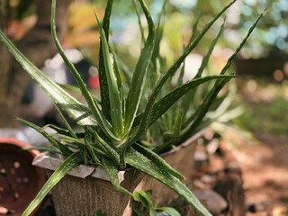 Fototapeta premium Vibrant green aloe vera plants in rustic pots, showcasing natural beauty and health benefits, with a soft blurred background.