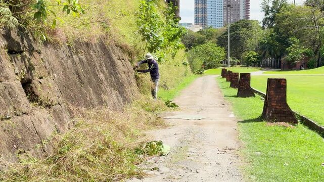 Filipino Maintenance Worker Trimming Weeds Along a Stone Wall in Intramuros