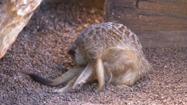 A Meerkat Grooming Its Fur While Sitting on Pebbles