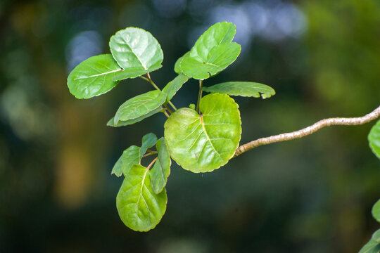 Close up of round green leaves of Polyscias scutellaria on a delicate branch with bokeh.