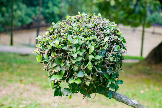 A Streblus asper Siamese rough bush plant pruned into a perfect spherical shape in a park.