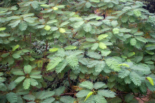 Detailed view of the delicate bipinnate leaves of Anadenanthera colubrina or Cebil.