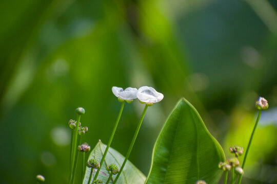 Macro shot of a white Echinodorus palifolius Mexican sword flower with soft bokeh.