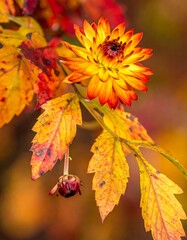 Obraz premium Close-up of a vibrant orange and yellow chrysanthemum flower with autumn leaves
