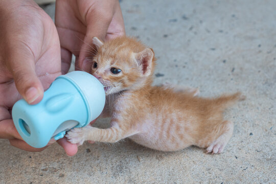 Feeding the kittens with Goat milk bottle