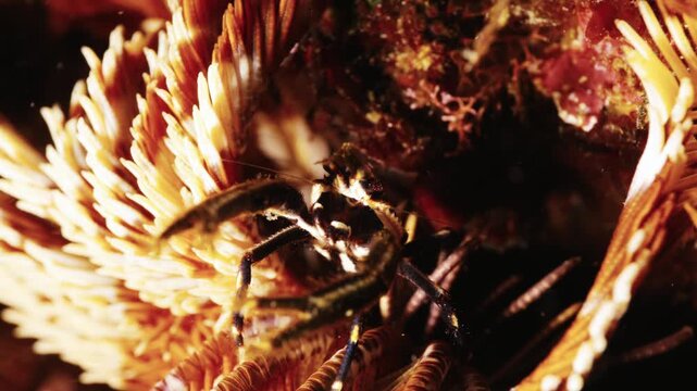 ウミシダに共生するコマチコシオリエビ（自然な揺らぎ・マクロ映像）
