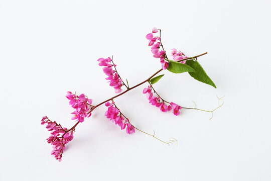 "Pink Trumpet Vine," or its scientific name Antigonon leptopus, is a type of climbing ornamental plant that is widely cultivated in Thailand.