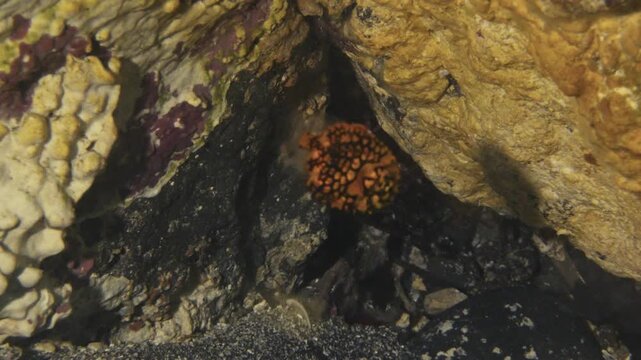 岩の隙間に潜むマツカサウオ（スヌートライト照射・水中マクロ）
