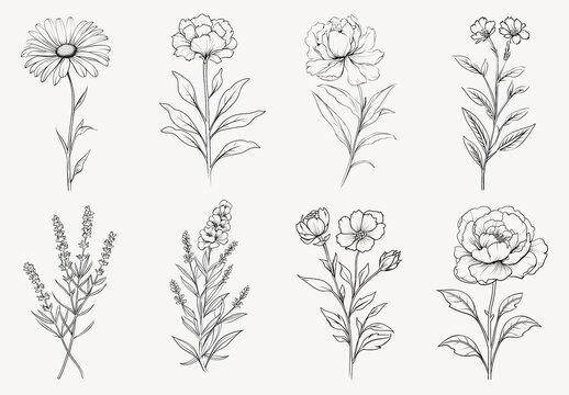 Elegant Floral Line Art Element Set